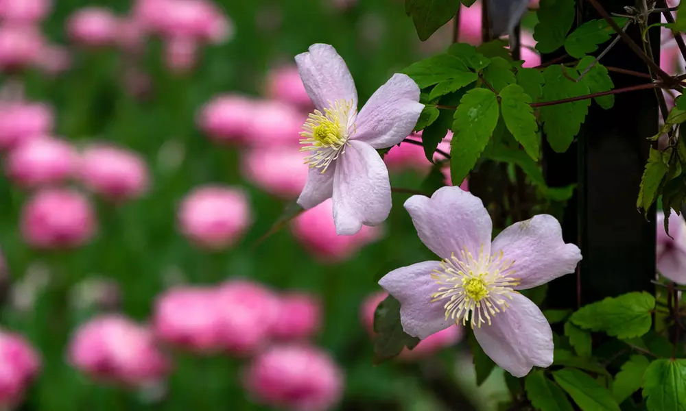 One, Two or Three Clematis Potted Plants