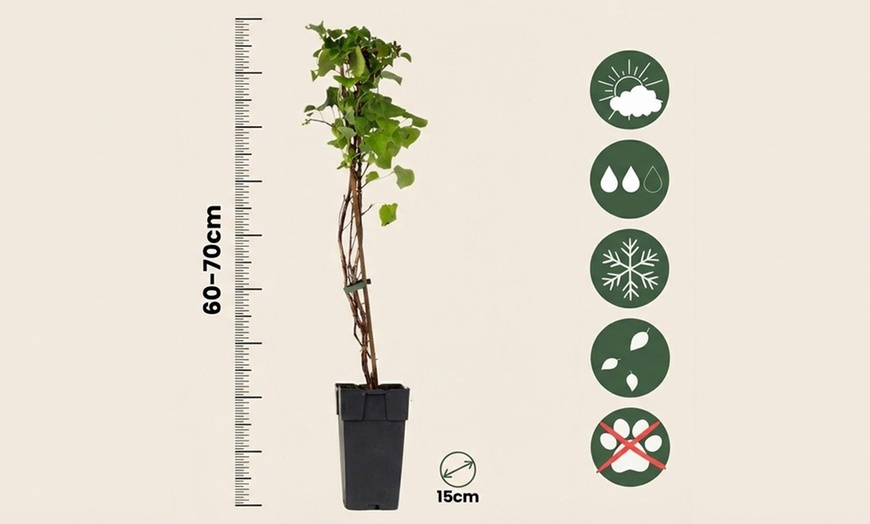 Image 5: Pack of Two Climbing Hydrangea Petiolaris