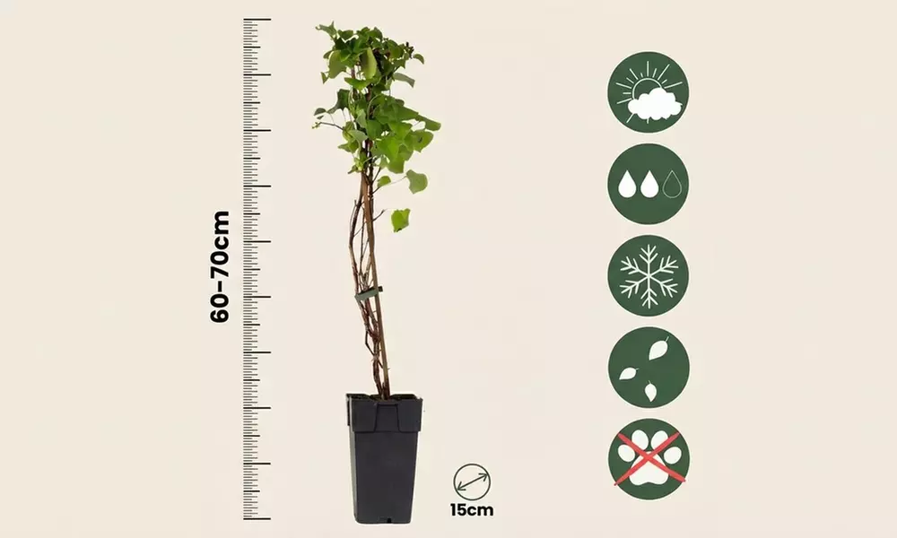 Pack of Two Climbing Hydrangea Petiolaris