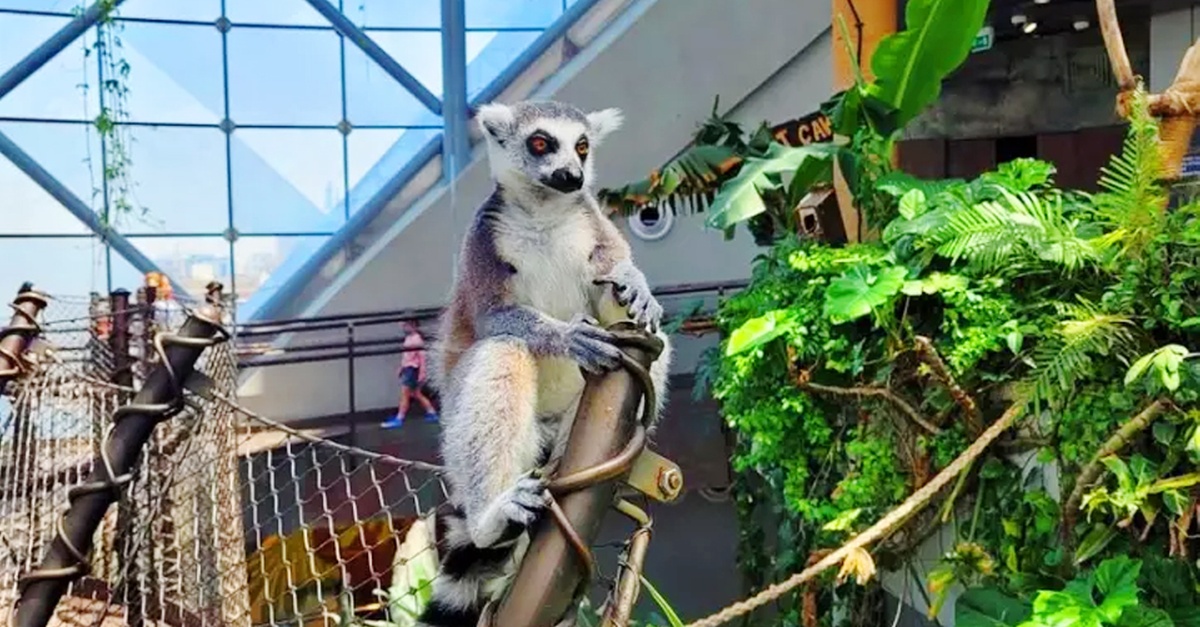 Skip The Line At The Green Planet Dubai: Tropical Rainforest Adventure Skip The Line At The Green Planet Dubai: Tropical Rainforest Adventure
