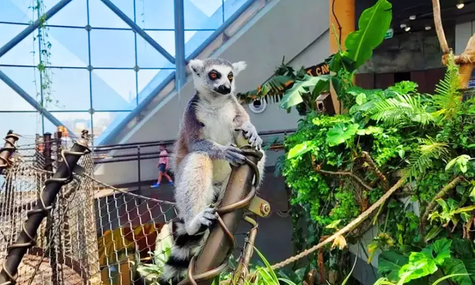 Skip the Line at The Green Planet Dubai: Tropical Rainforest Adventure