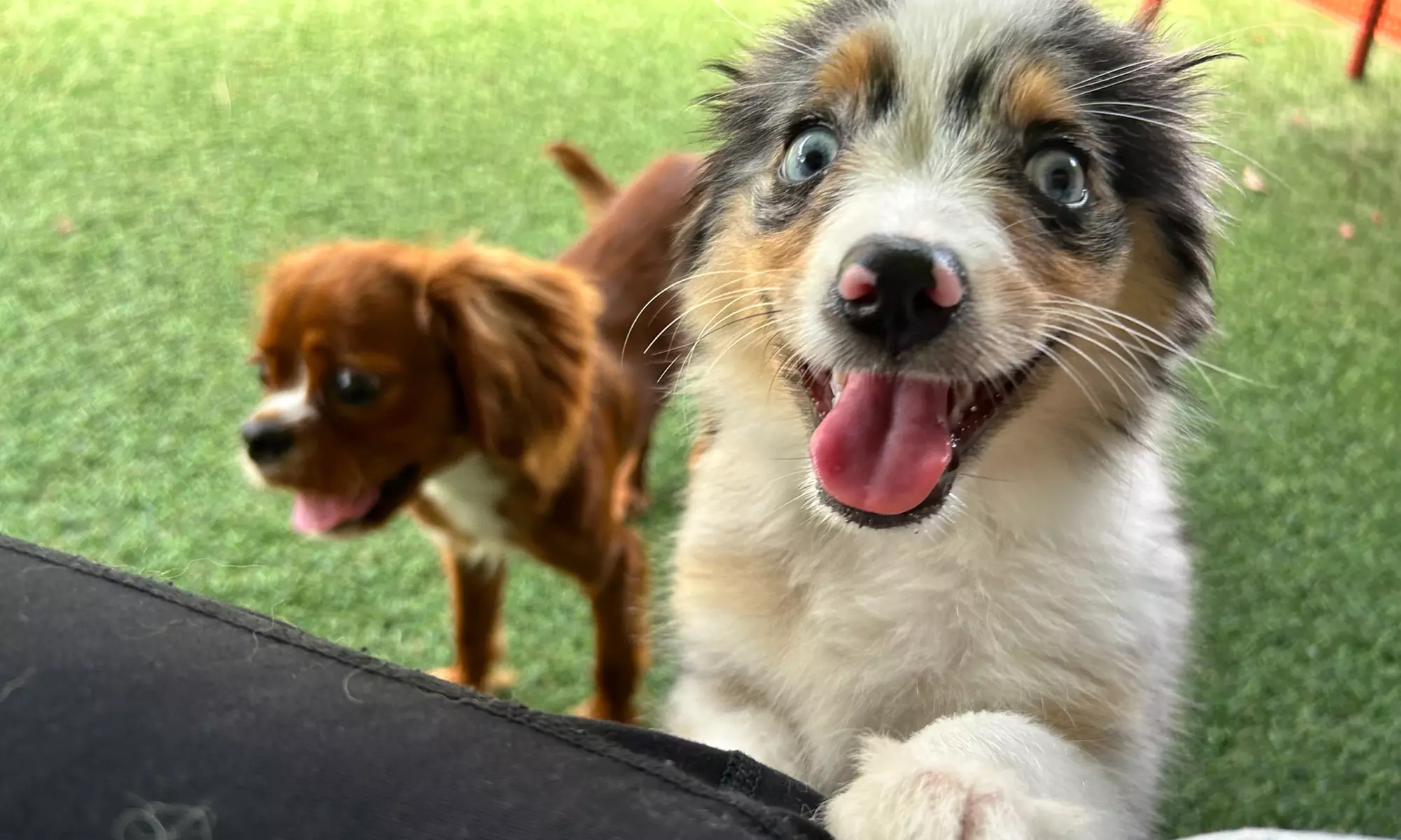 Dog Daycare and Boarding at Licensed Facility for One or Five Days