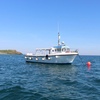 Image 4: Seal-Dolphin Spotting & Godrevy Lighthouse Trip-Upto 4 Adults & 2 Kids
