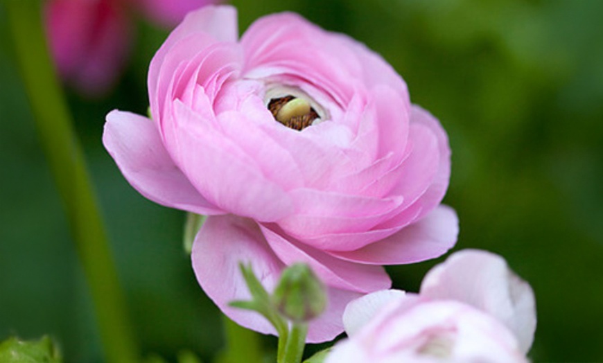 Image 3:  80 bulbes de Ranunculus en coloris mixte