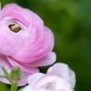 Image 3:  80 bulbes de Ranunculus en coloris mixte