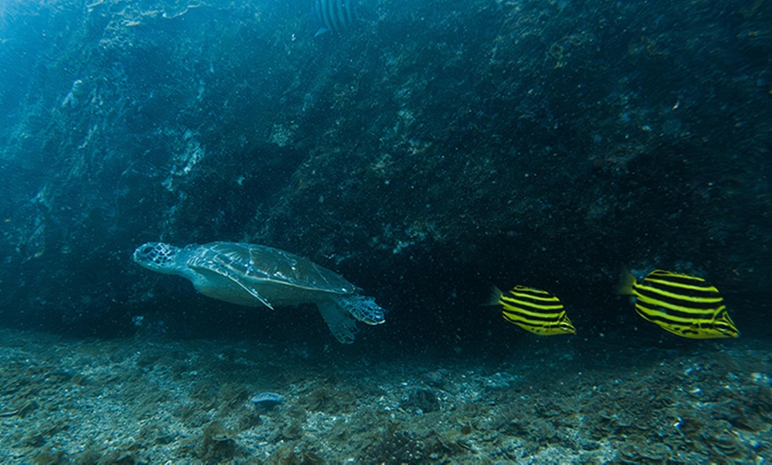 Image 3: Unforgettable Snorkeling Adventures, Discover Scuba Diving or Open Water Dive Courses