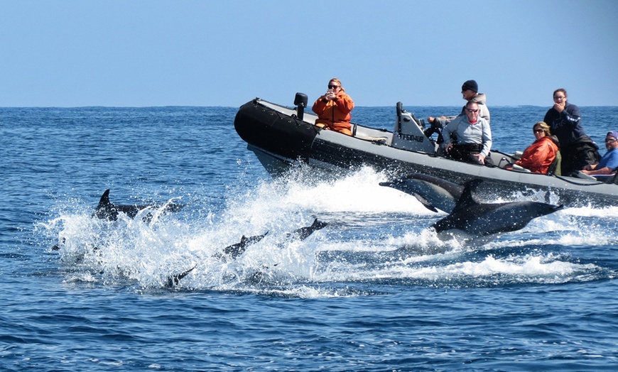 Image 4: Whale Watching Tours – Small Groups, Fast Boats