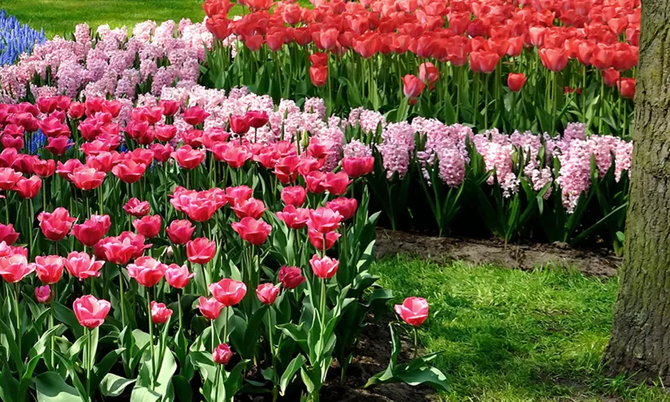 Pink Flower Bulb Collection (25-, 50-, or 100-Pack) - Primary Image
