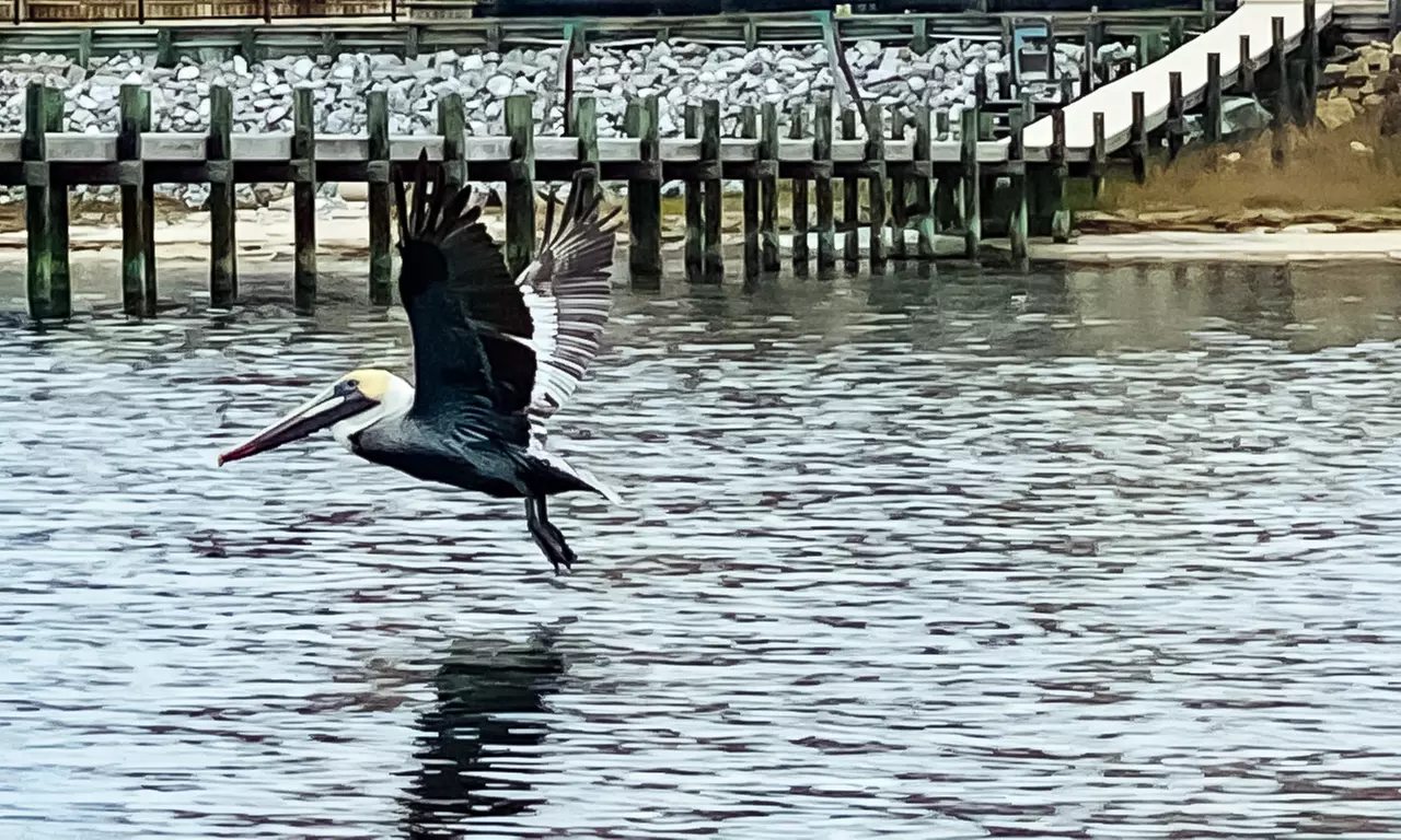 Capture Stunning Photos: Two or Four-Hour Emerald Coast Photo Safari