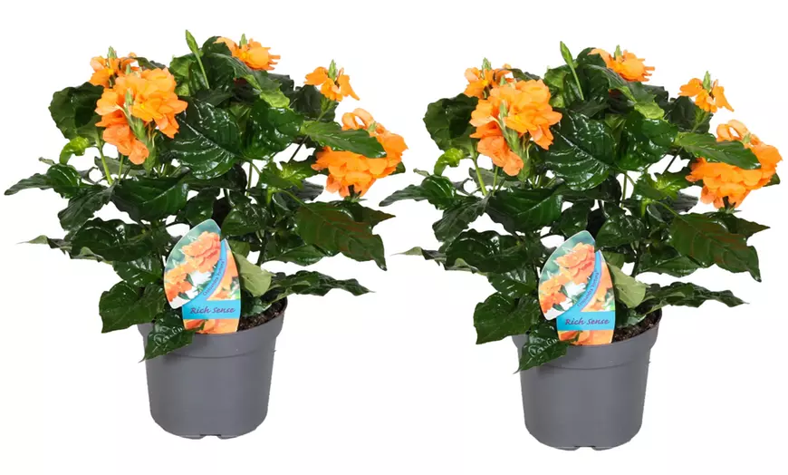 Image 4: Set van 2 Crossandra Fortuna planten