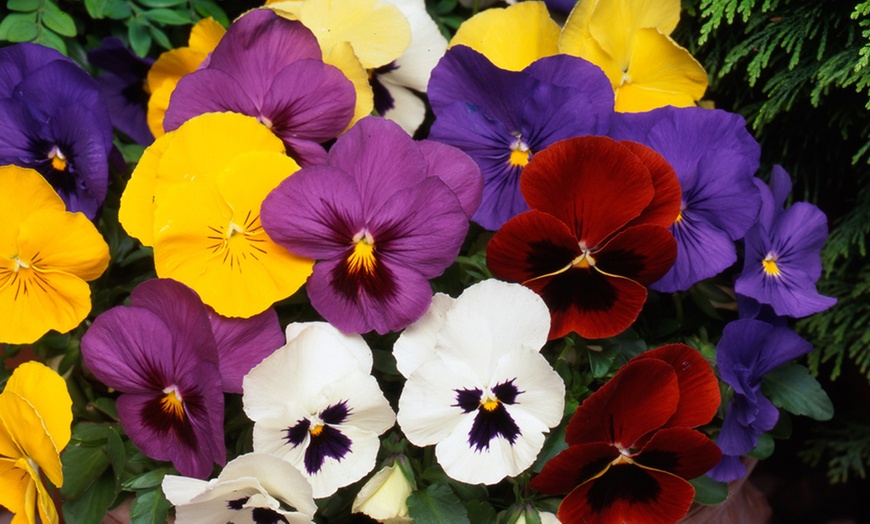 Image 15: Vibrant Winter Flowering Pansy Mixes - up to 72 Plants