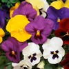 Image 15: Vibrant Winter Flowering Pansy Mixes - up to 72 Plants