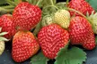 Summer Strawberry Harvest Collection - Image 6