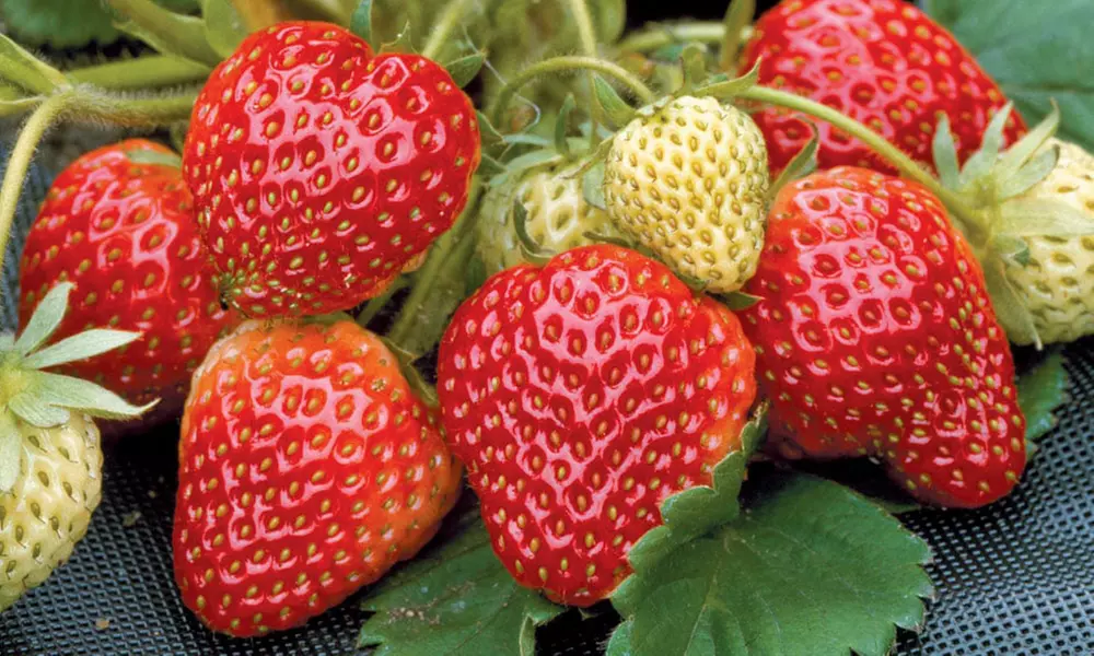 Summer Strawberry Harvest Collection