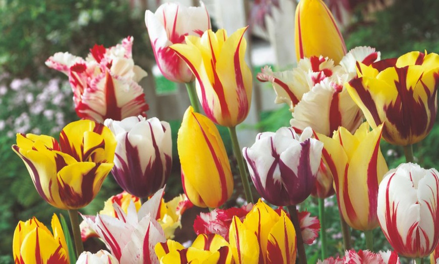 Image 1: 15 or 30 Tulip 'Rembrandt Mix'; Vibrant Flamed Blooms for Gardens