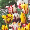 Image 1: 15 or 30 Tulip 'Rembrandt Mix'; Vibrant Flamed Blooms for Gardens