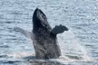 Provincetown Whale Watch for One from Captain John Boats - Up to 31% Off - Second Medium