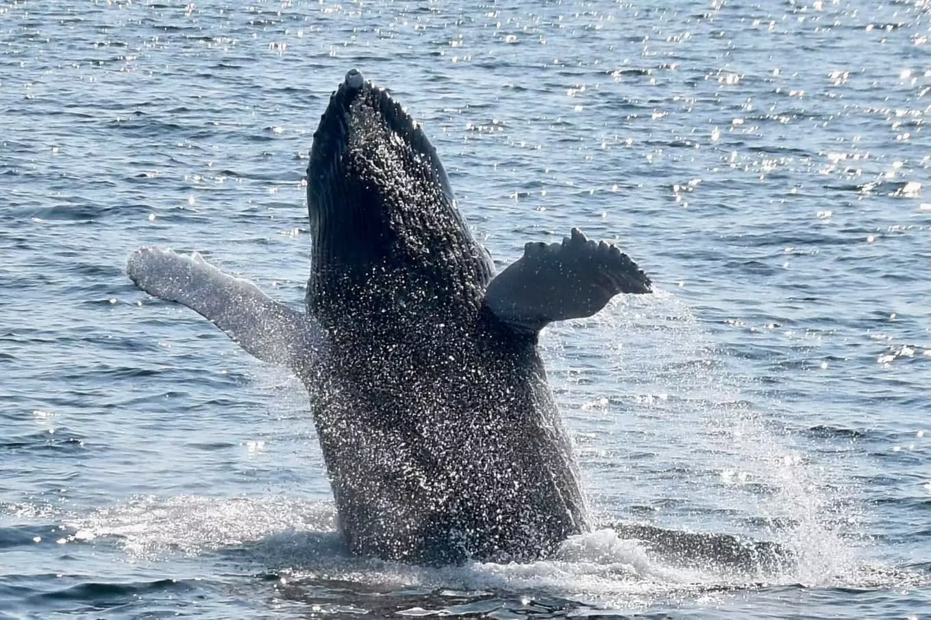 
Whale Watching Adventure in Provincetown – One Ticket
