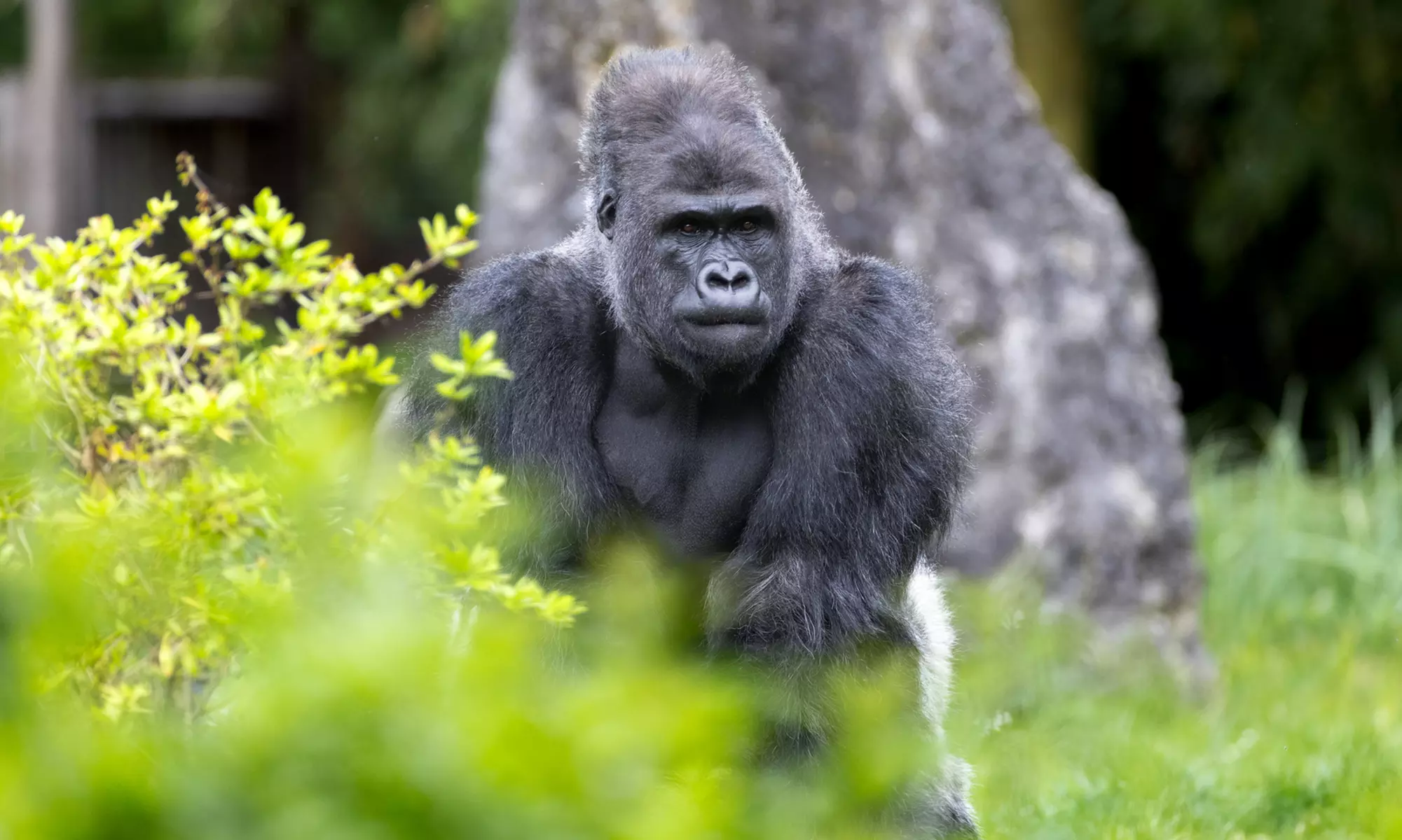 ZooParc de Beauval : 1 ou 2 jours pour un tour du monde animal