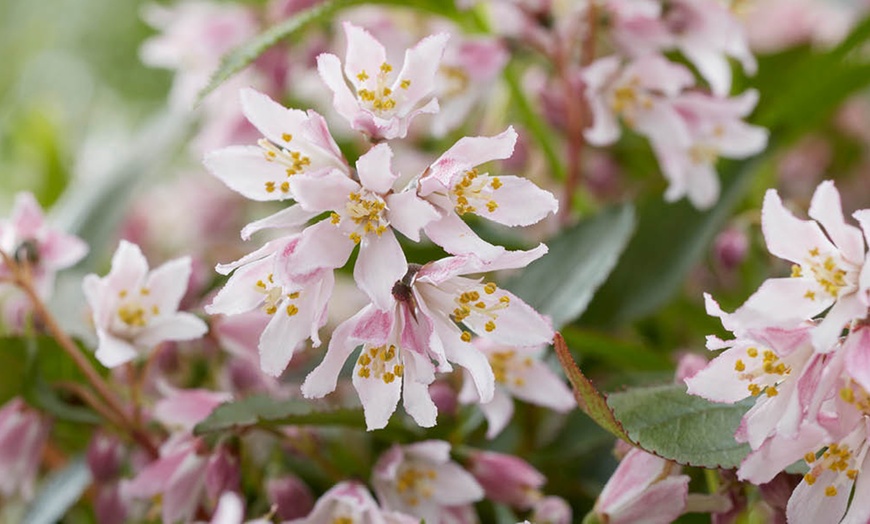 Image 2: YouGarden Deutzia 'Million Stars Pink Carpet' Plant