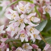 Image 2: YouGarden Deutzia 'Million Stars Pink Carpet' Plant