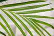 1 ou 2 palmiers Areca 100-120 cm, livrés en pot - Image 6