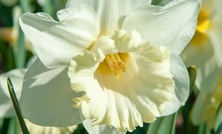 Image 2: Lote de hasta 50 bulbos de narciso Mount Hood, Recurvus o Tête-à-Tête