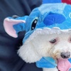 Image 1: Stitch Inspired Pet Hoodies Costume Pajamas Outfit