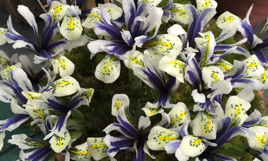 Image 11: Mixed Spring Iris Bulbs - Up to 200 Bulbs