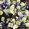 Image 11: Mixed Spring Iris Bulbs - Up to 200 Bulbs