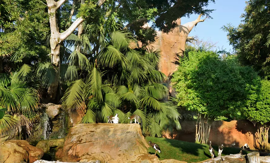 Image 13: Vive un viaje educativo y salvaje con una entrada a Bioparc Fuengirola