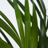 Image 4: Luftreinigende Areca-Palme