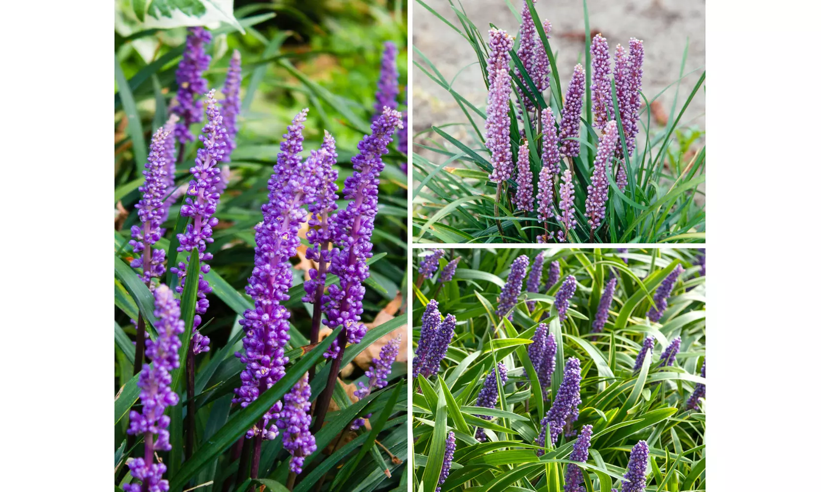 4x oder 8x Liliengras