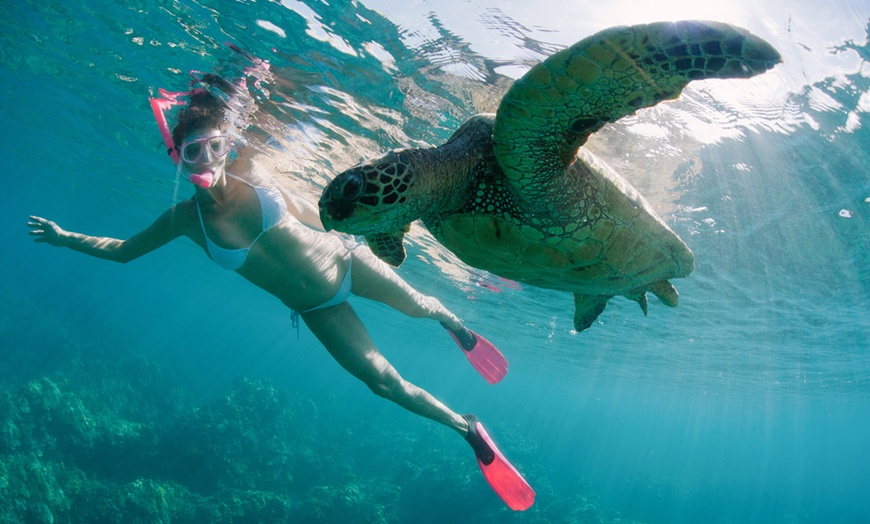 Image 3: Surfboard or Stand-Up Paddleboard Rentals for Ocean Exploration