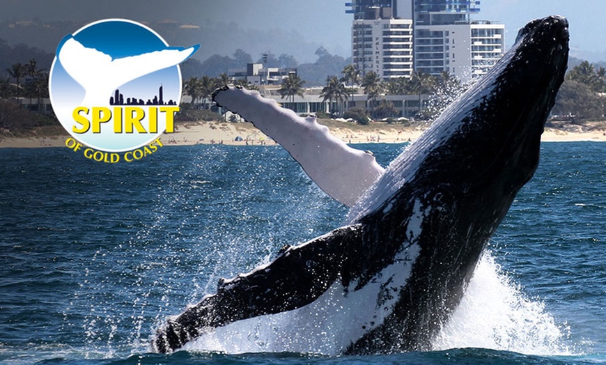 Image 1: 2.5-Hour Whale Watching Tour for One Child, or One, Two,/ Four Adults