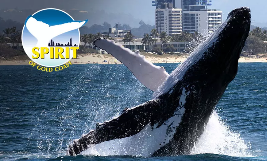 Image 1: 2.5-Hour Whale Watching Tour for One Child, or One, Two,/ Four Adults