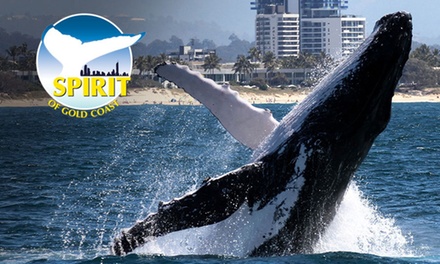 $63 for a 2.5-hour whale watching tour for one child - Spirit of Gold Coast Whale Watching