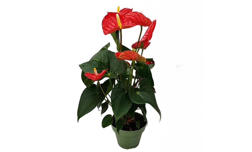 Image 11: Rootz Flamingoblume (Anthurium) 
