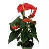 Image 11: Rootz Flamingoblume (Anthurium) 
