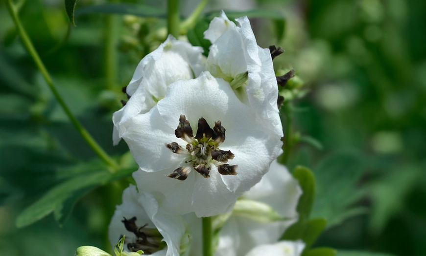 Image 4: Delphinium 'Magic Fountain' Established Plant