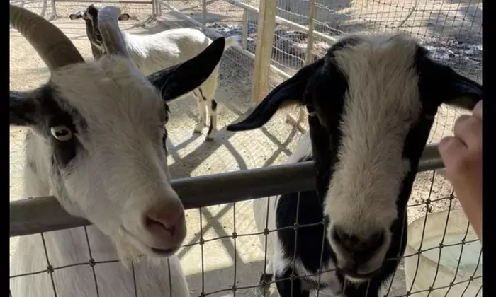 Mommy or Daddy & Me /Animal Petting Experience w/ Optional Horse Party
