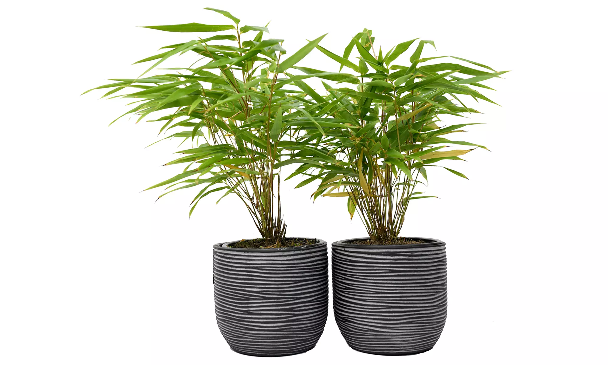1x oder 2x oder 4x Bambus-Pflanze „Fargesia"