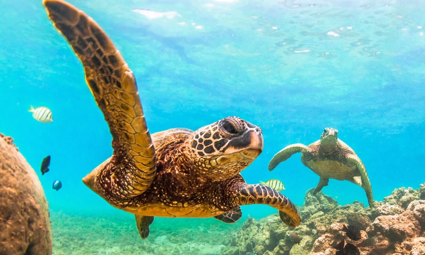 Image 2: Cruise Holiday: 19 Nights Honolulu to Sydney with Daily Meals and More
