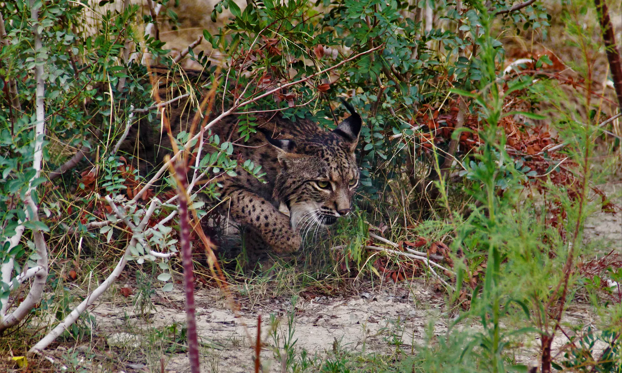 Entrada de un día para niño o adulto en Terra Natura Murcia