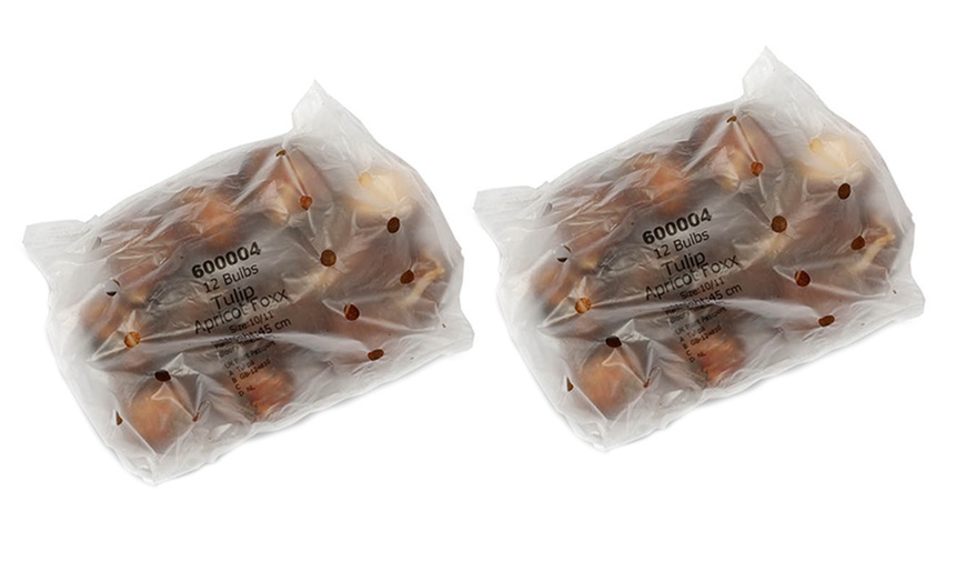 Image 3: 12 or 24 Apricot Foxx Tulip Bulbs – Exquisite Sunset-Hued Triumph 