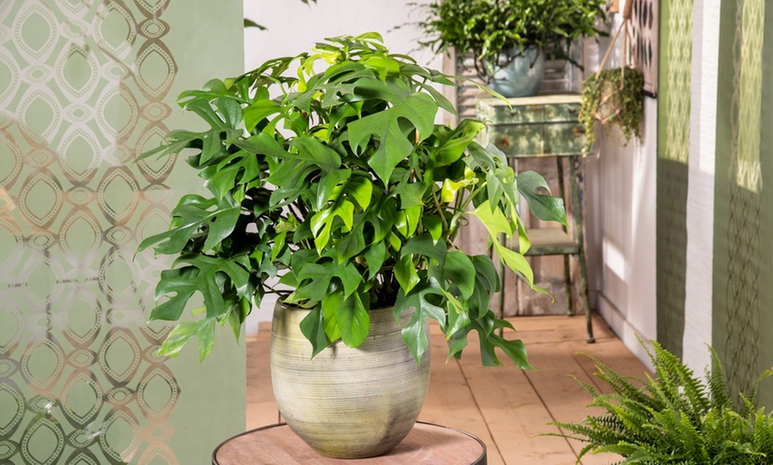 Image 3: Lot de 2 plantes Monstera Minima ou Monkey-Mask