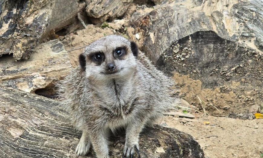 Image 8: Wildlife & Meadow Park Fun – Tickets for 2, 3, 4 or 6