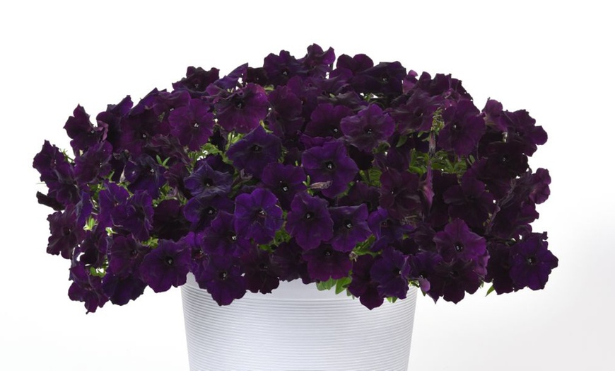 Image 16: Pack of 15 Garden Ready Mixed Variety Petunia Plants