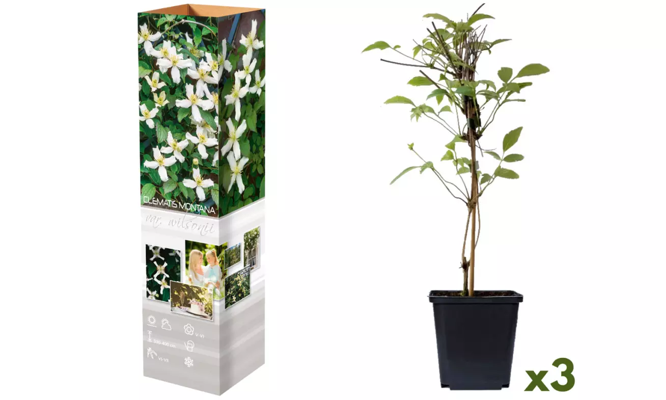 Set de 3 plantas Clematis