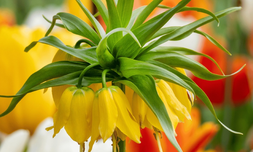 Image 3: Set van 3 Fritillaria Lutea of Rubra